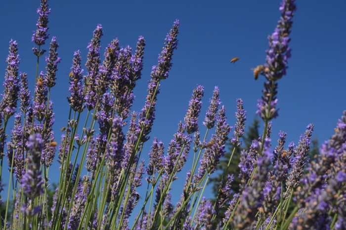 close up of lavender blooms